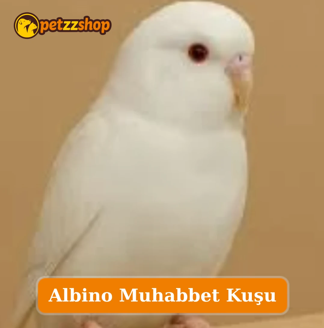Albino Muhabbet Kuşu Özellikleri ve Beslenme