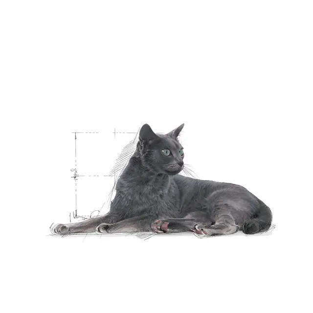 Royal Canin Sterilised 7+ Kısırlaştırılmış Kedi Maması