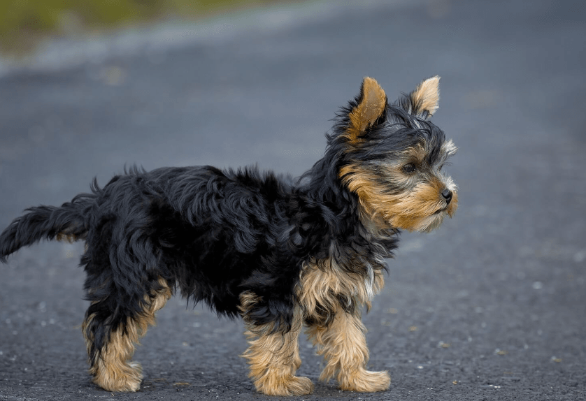Yorkshire Terrier