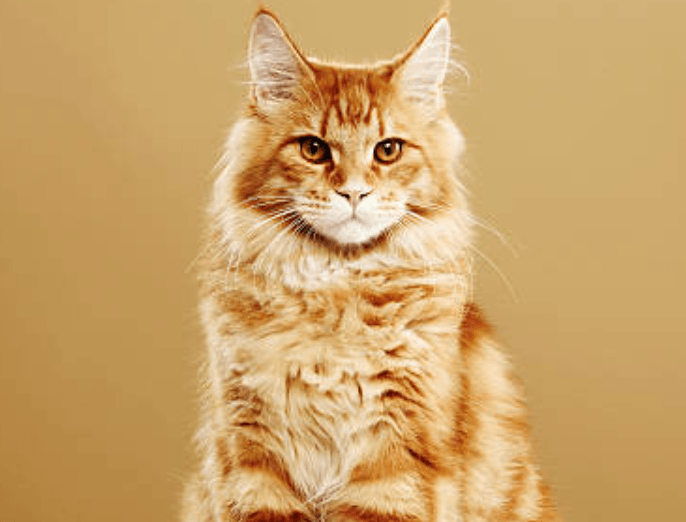 Maine Coon
