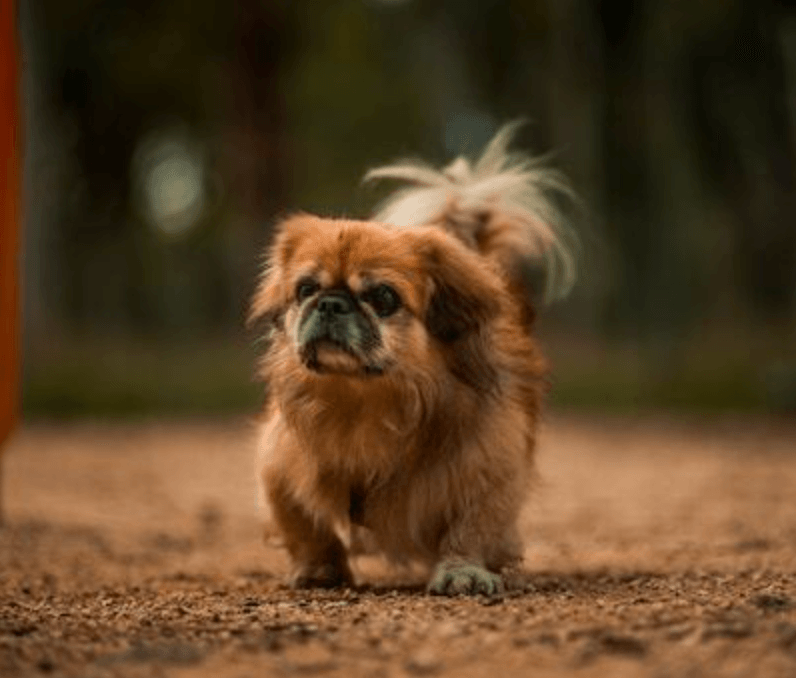 Pekingese