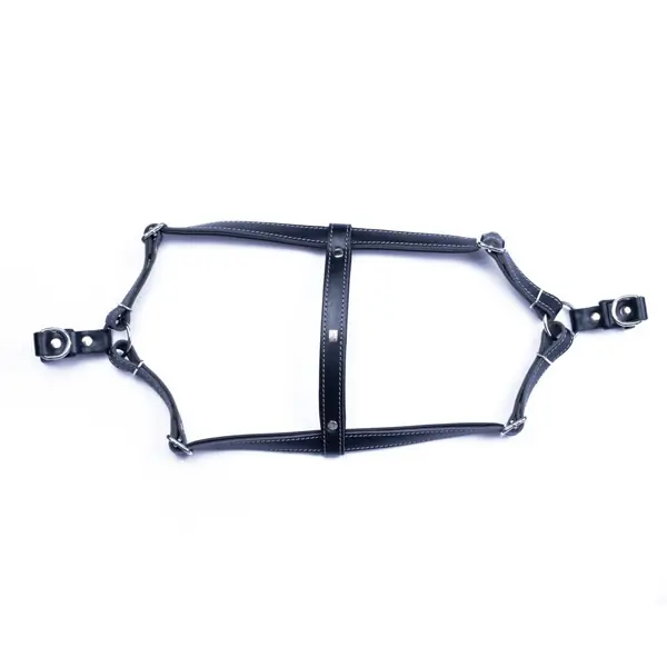 Yorkshire Terrier için En İyi 10 Aksesuar: Seçim Rehberi ve Öneriler 