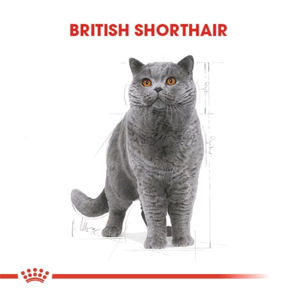 Royal Canin British Shorthair Adult Pouch Konserve Kedi Maması