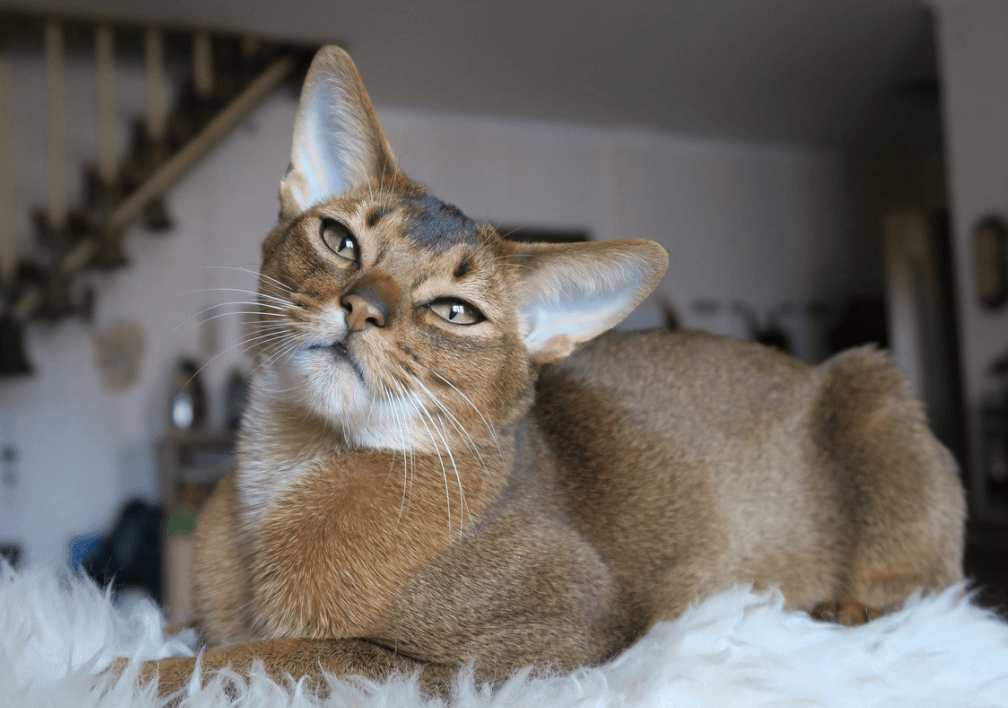 Abyssinian Kedisi: Özellikleri, Bakımı ve Karakteri