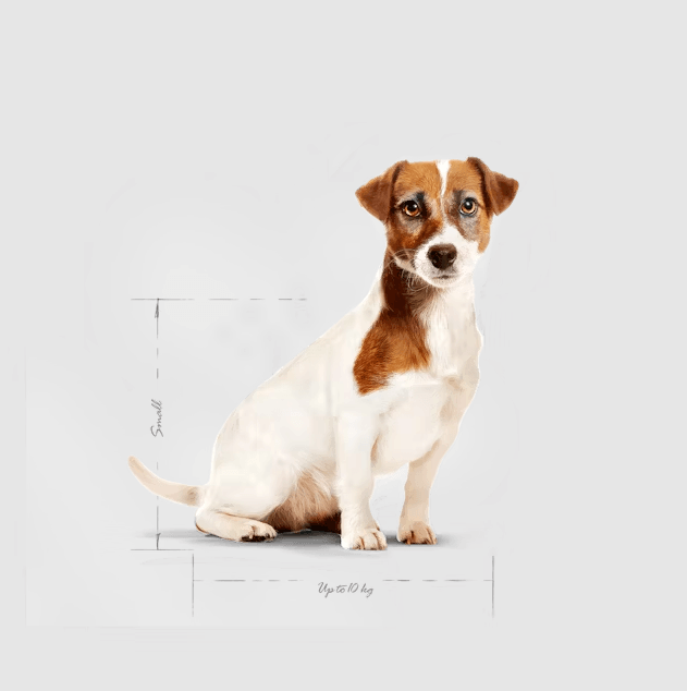 Royal Canin Mini Adult 8+ Küçük Irk Yaşlı Köpek Maması