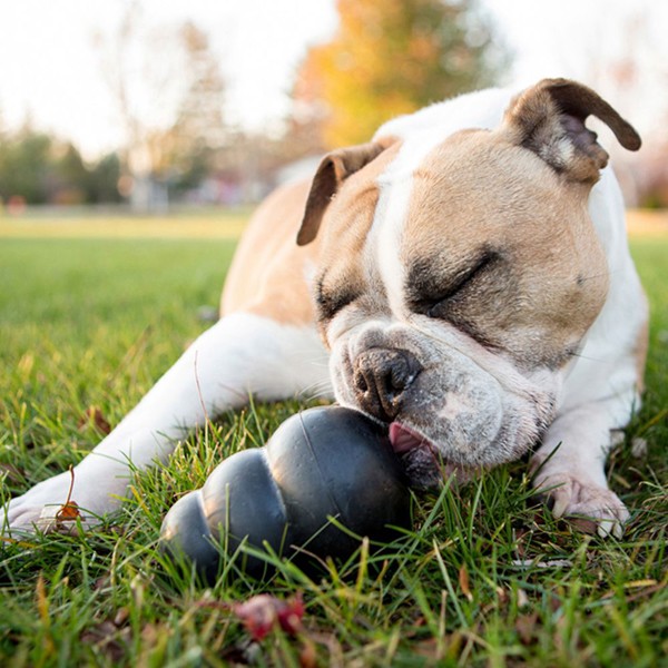 Kong Extreme Ödül Hazneli Köpek Oyuncağı