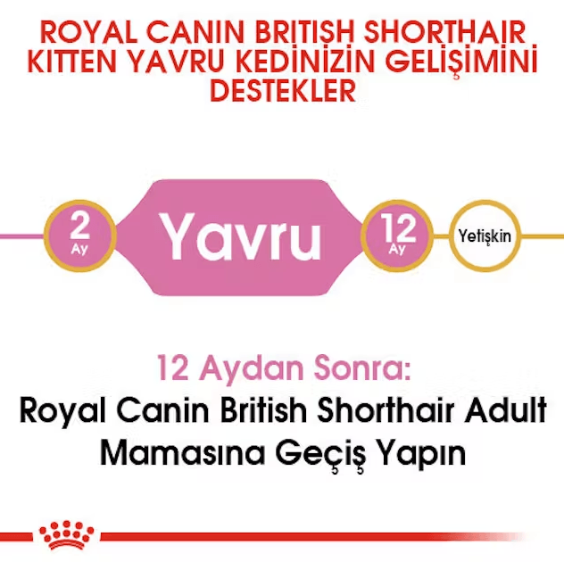 Royal Canin British Shorthair Kitten Yavru Kedi Maması