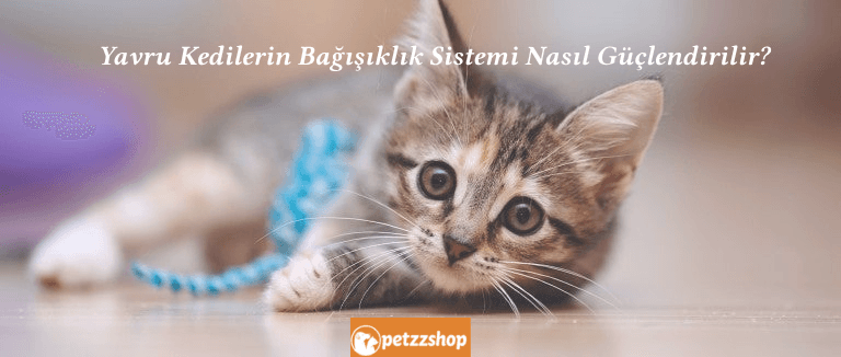 yavru kedilerin bağışıklık sistemi