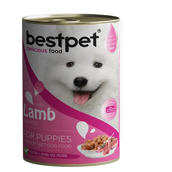 Cocker Spaniel İçin En İyi Mama Nasıl Seçilir? Adım Adım Rehber 