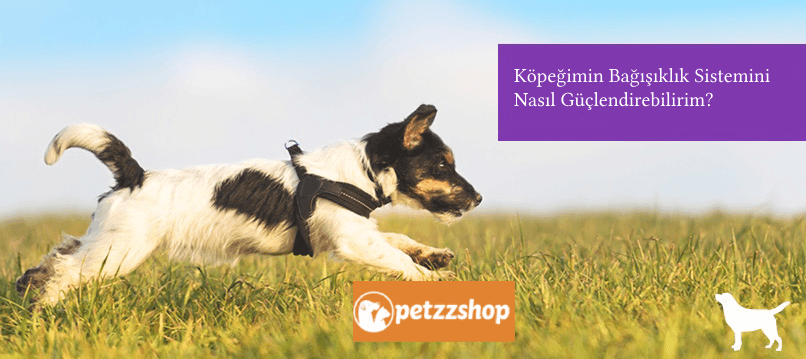 Köpeğimin Bağışıklık Sistemini Nasıl Güçlendirebilirim?