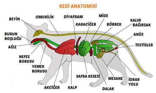 Anatomi