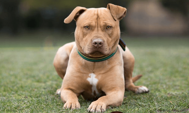 Staffordshire Bull Terrier