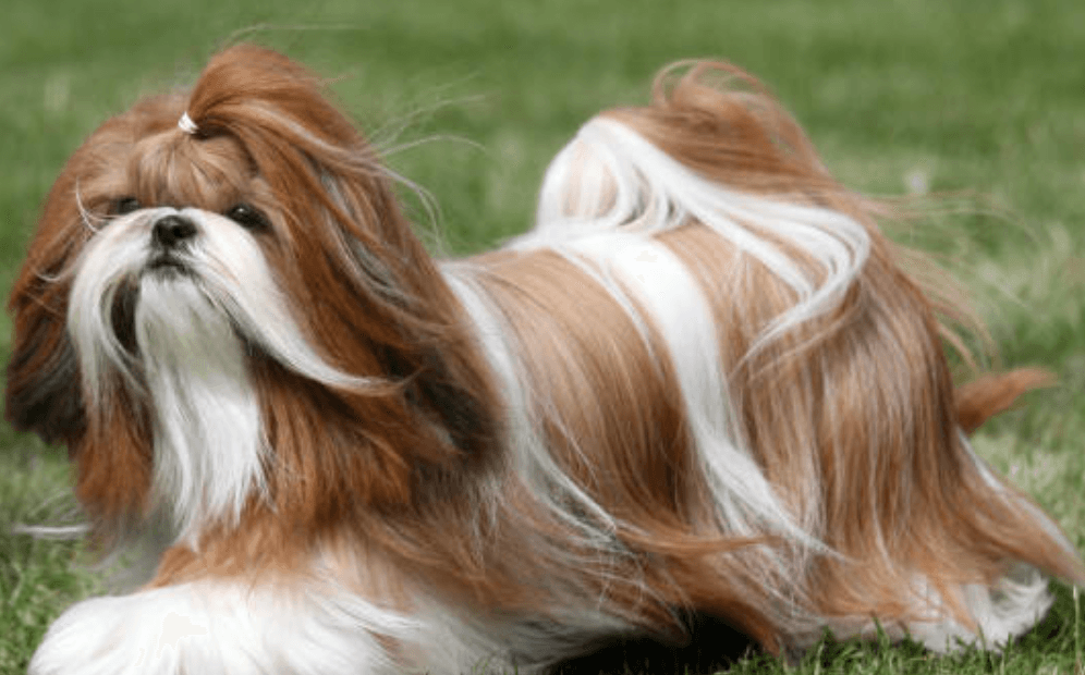 Shih Tzu