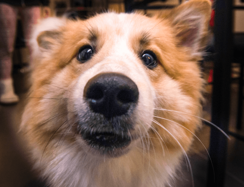 Köpeklerin Bıyıkları Ne İşe Yarar? 