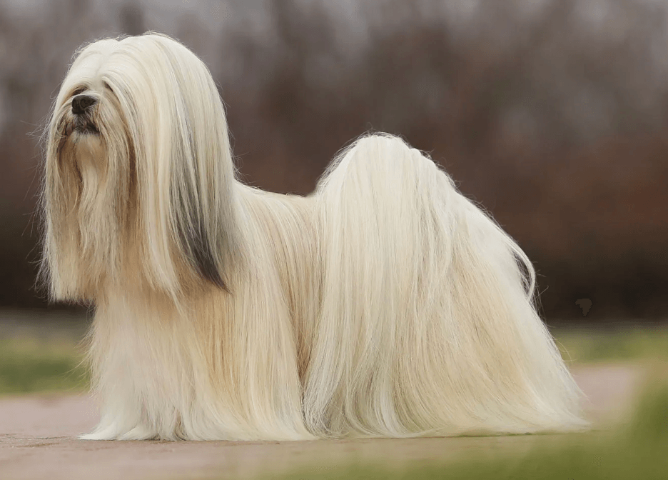 Lhasa Apso