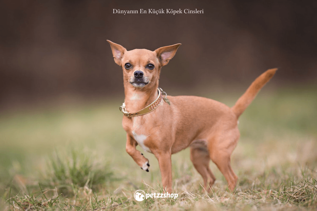 Chihuahua
