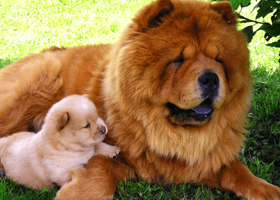 Chow Chow Aslan Yavrusu