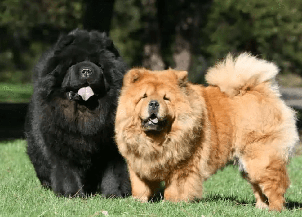 Chow Chow Karekter Davranış