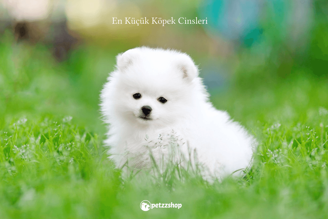 Pomeranian