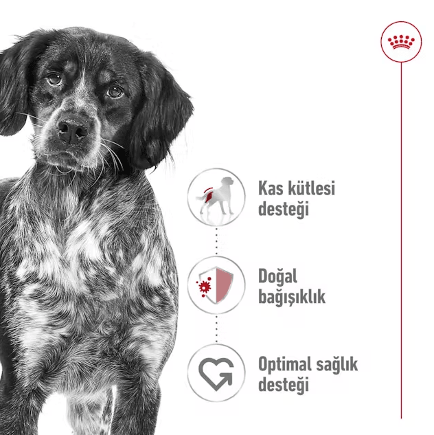 Royal Canin Medium Adult Yetişkin Köpek Maması