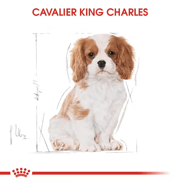Royal Canin Cavalier King Charles Junior Yavru Köpek Maması