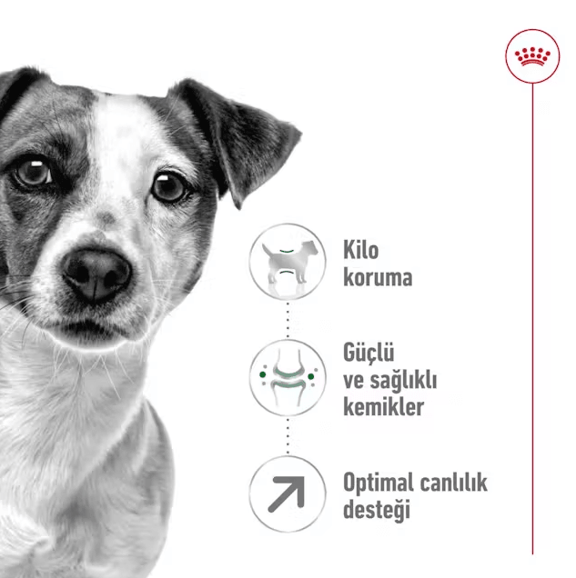 Royal Canin Mini Adult 8+ Küçük Irk Yaşlı Köpek Maması