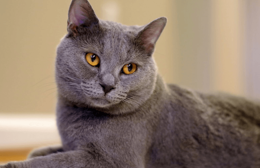 Chartreux