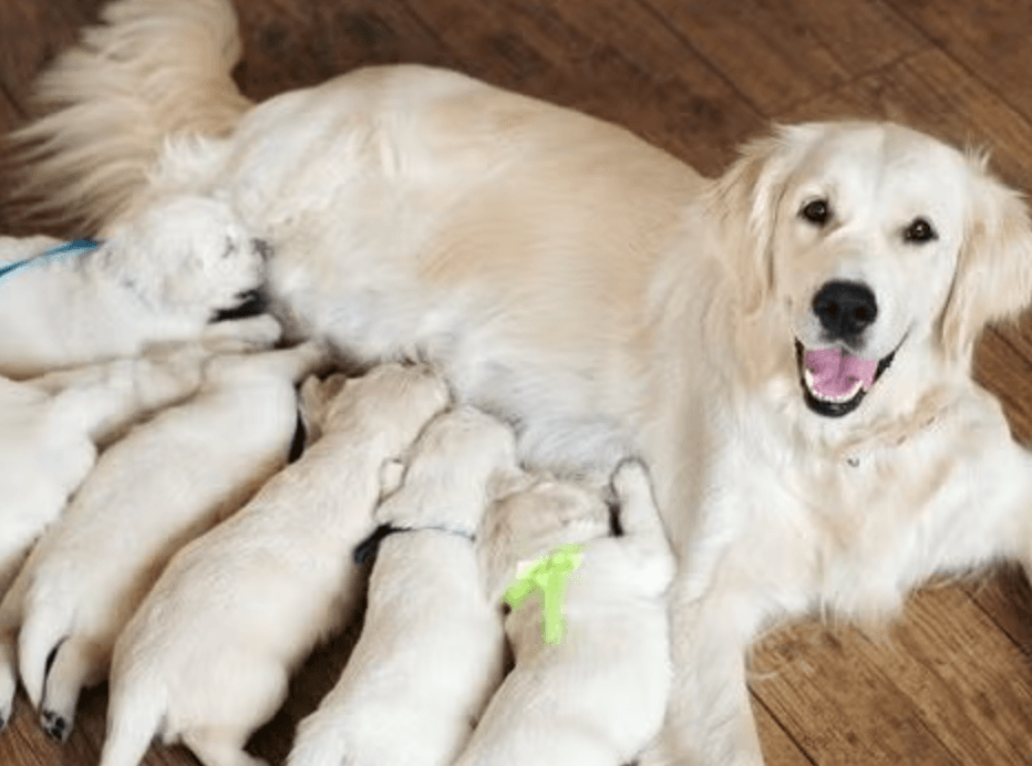 Köpeklerde Doğum Belirtileri