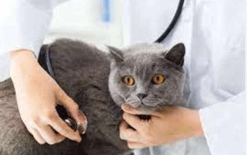 Kedi Astımı: Belirtileri, Nedenleri ve Tedavi Yöntemleri