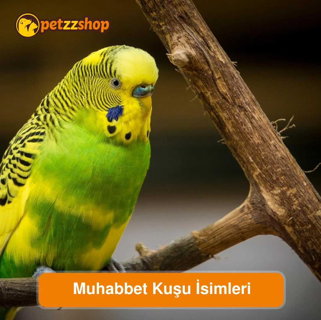 Muhabbet Kuşu İsimleri: En Güzel Öneriler