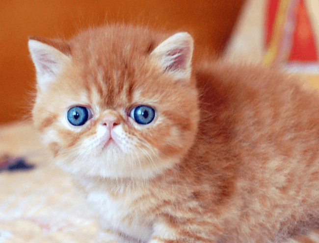 Exotic Shorthair