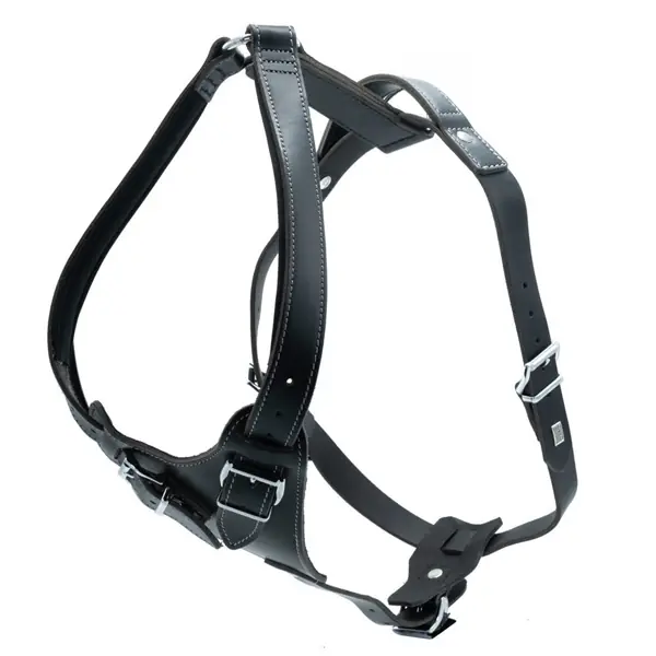 2025 İçin En Kapsamlı Köpek Aksesuar Satın Alma Rehberi 