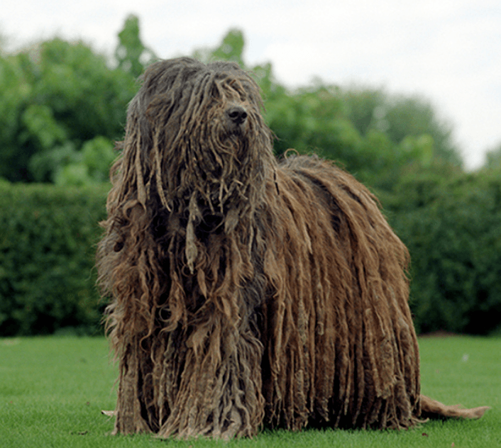Bergamasco Çoban Köpeği: Özellikleri, Bakımı ve Beslenmesi