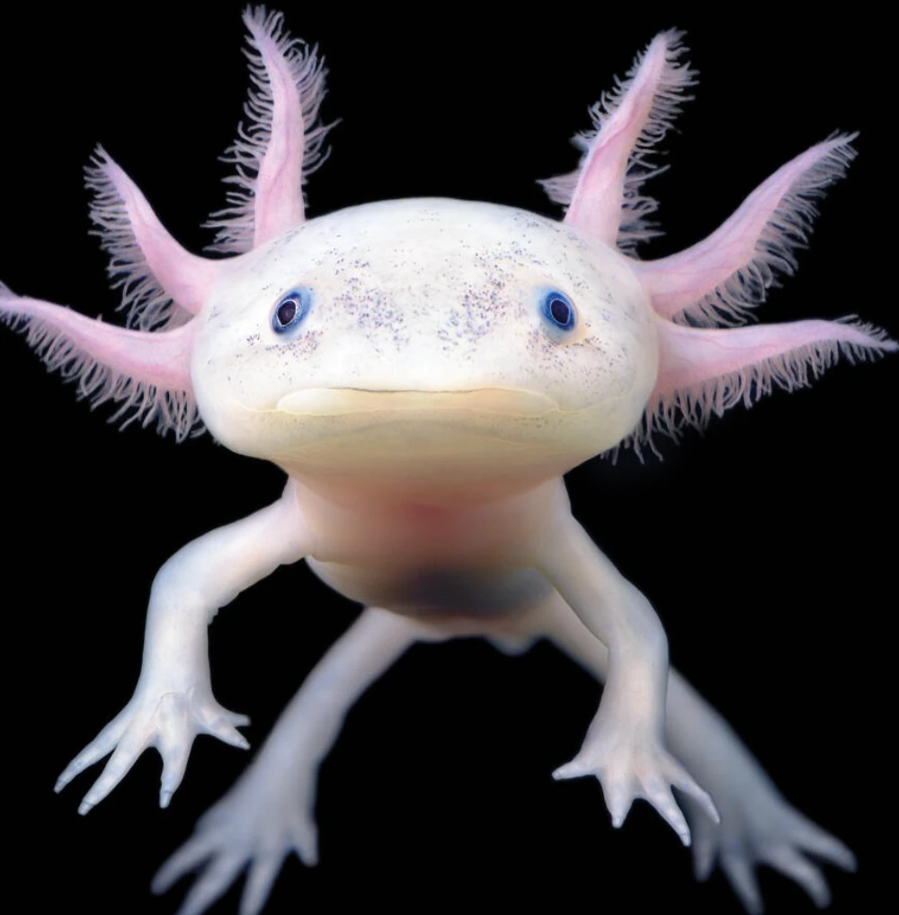Axolotl Aksolotl zellikleri Ve Bak m 