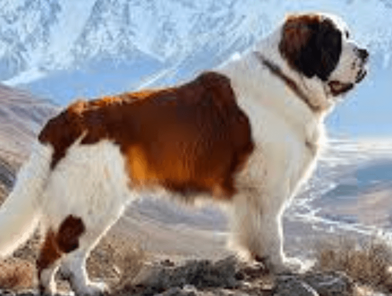 Saint Bernard