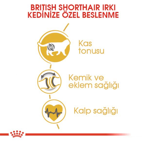 Royal Canin British Shorthair Adult Yetişkin Kedi Maması