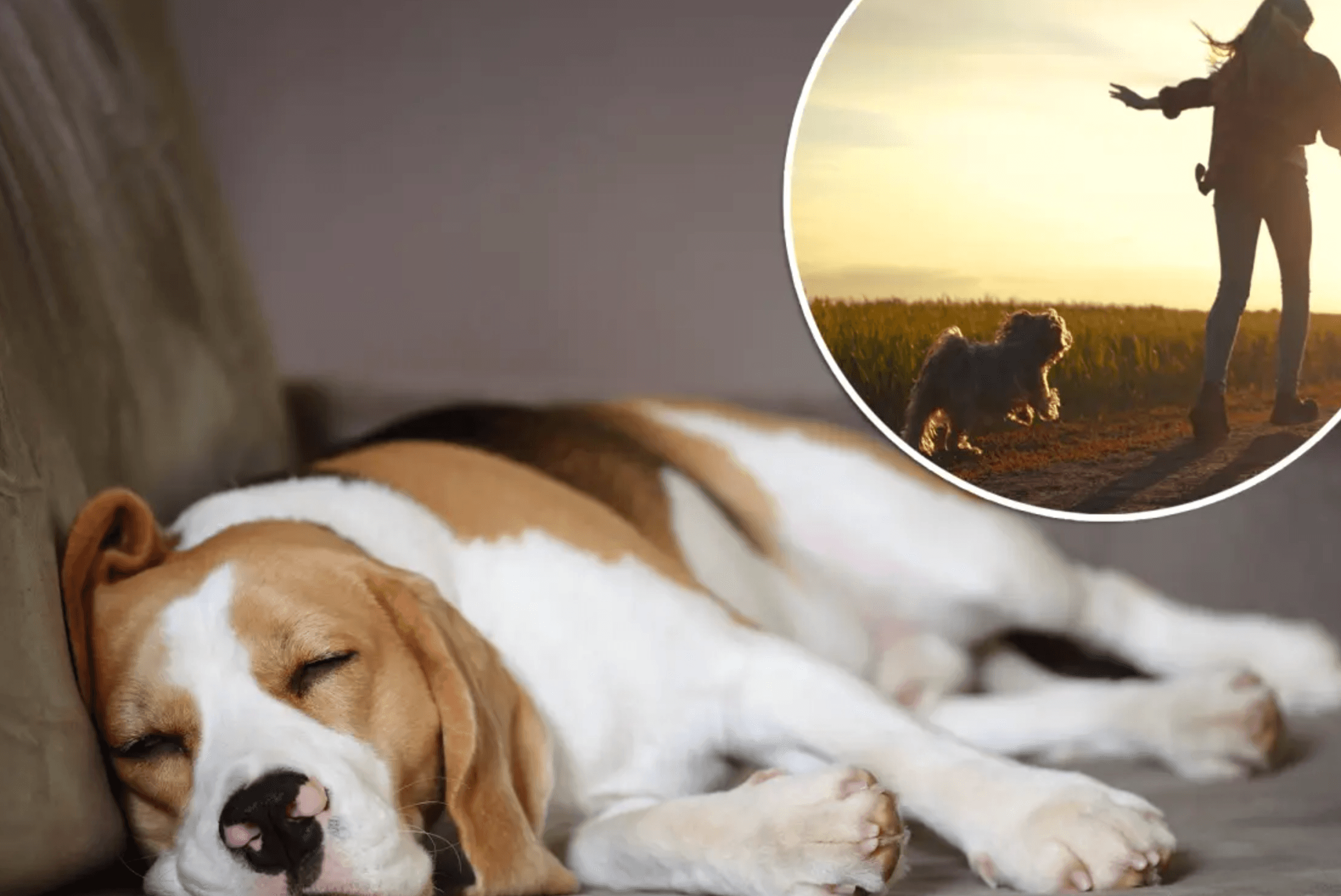 Rüyada Köpek Görmek Ne Anlama Gelir?