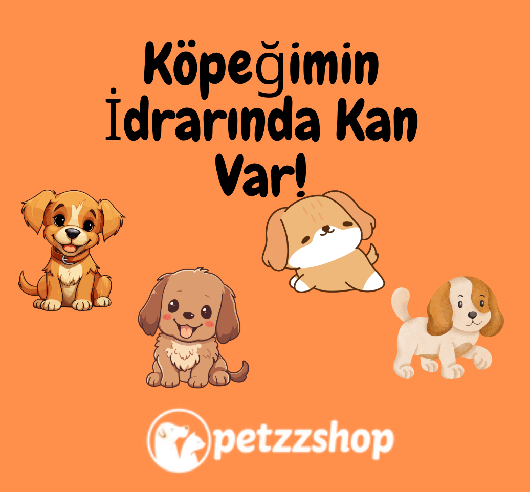 Köpeğimin İdrarında Kan Var!