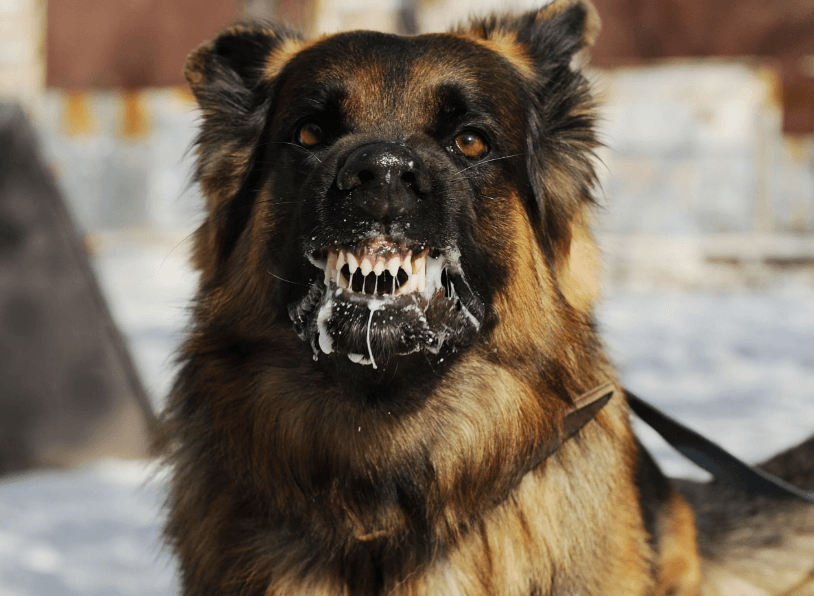 Köpeklerde Kuduz Belirtileri