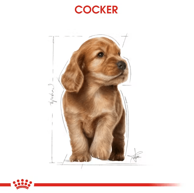 Royal Canin Cocker Junior Yavru Köpek Maması