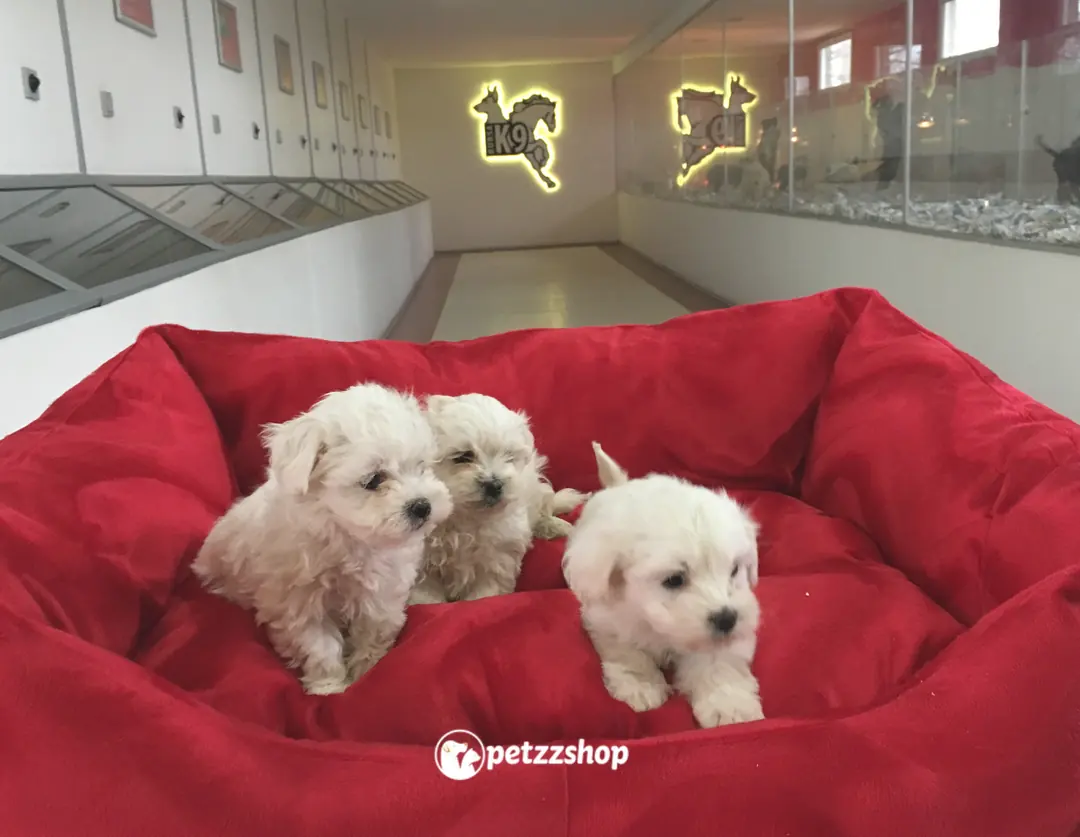 Maltese