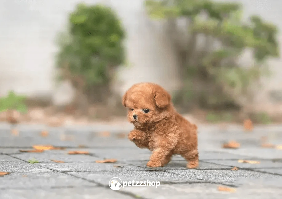 Toy Poodle