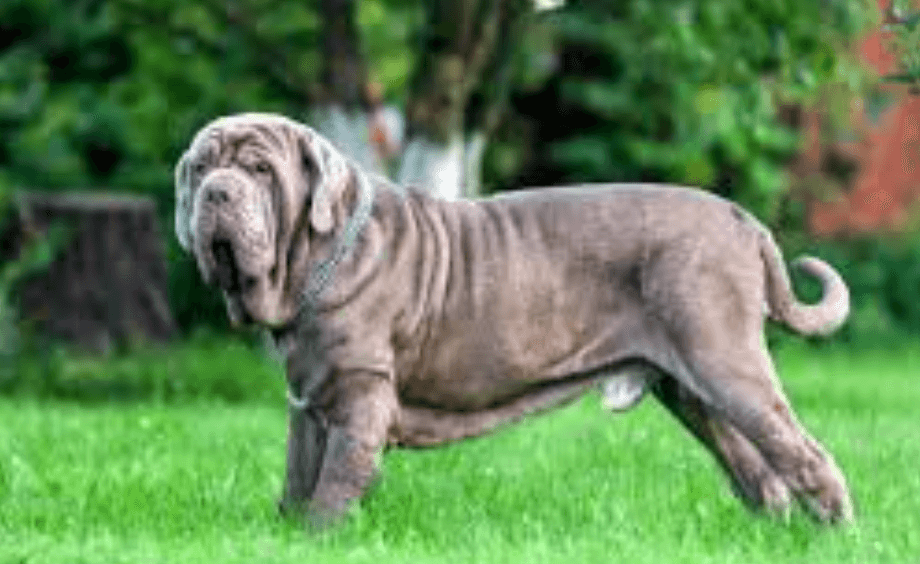 Neapolitan Mastiff