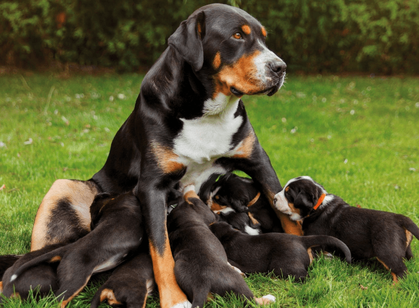 Köpekler Doğumdan Sonra Neden Saldırganlaşır?