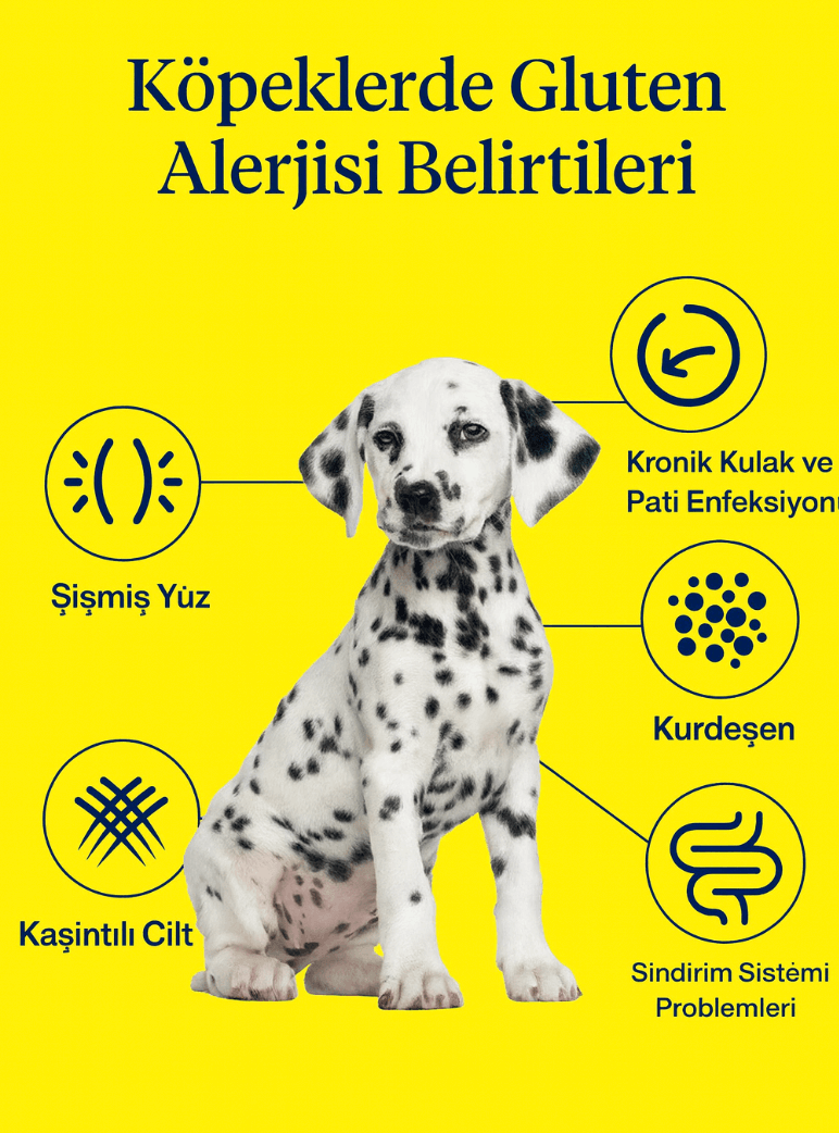 Köpeklerde Gluten