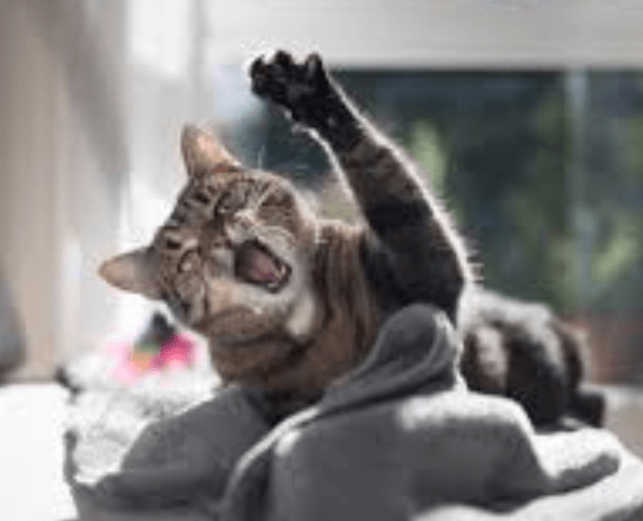 Kedi Saldırması