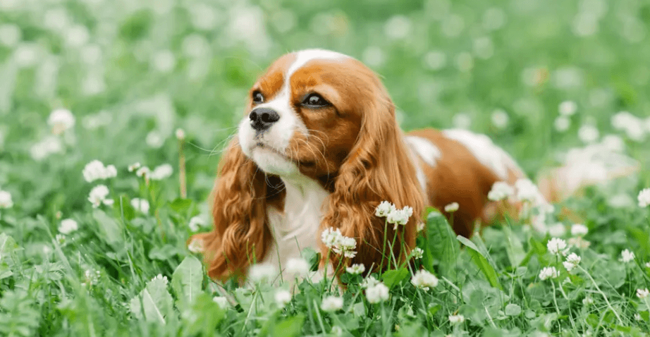 Cavalier King Charles