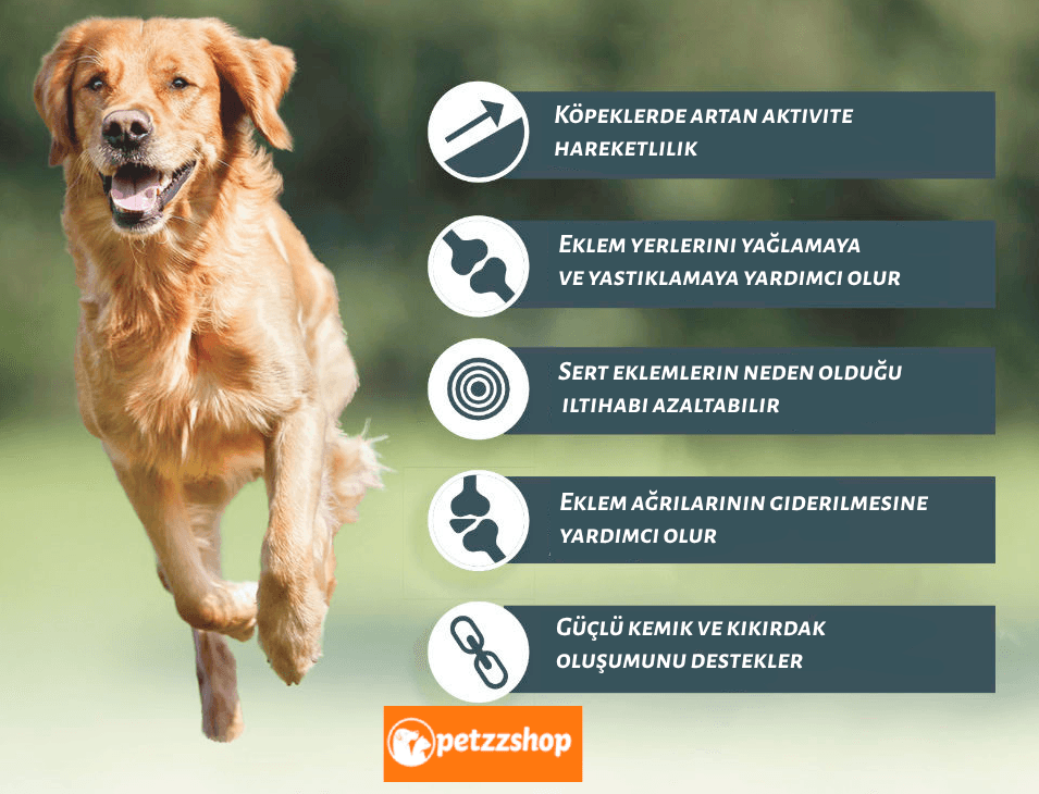 Köpeklerde Glukozamin Faydaları Nelerdir?