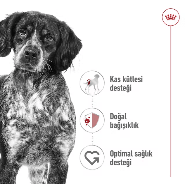 Royal Canin Loaf Mousse Orta Irk Ezme Yetişkin Konserve Köpek Maması