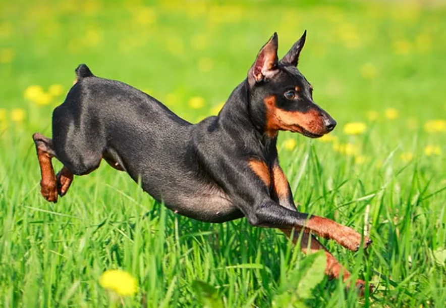 Miniature Pinscher